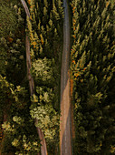 Bird's-eye view of road running through woods