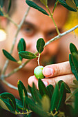 Farmer is harvesting and picking olives on olive farm