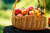 Frisch geerntete Äpfel im Weidenkorb
