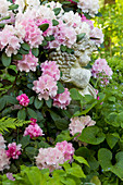 Cherub holding basket of grapes amongst flowering rhododendrons