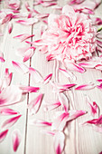 Peony and peony petals on wooden surface