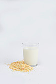 Grains of oat lying near glass with fresh milk and striped straw on white background