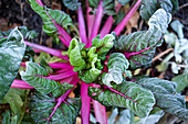 Chard growing in the garden on a frosty day