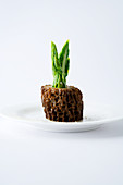 Stuffed morel with green asparagus