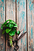 Fresh mint with vintage scissors on a wooden background