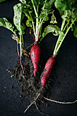 Freshly harvested red radishes