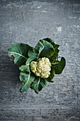 Freshly harvested cauliflower