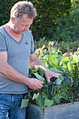 Mann pflückt blaue Buschbohnen 'Purple Teepee' im Hochbeet