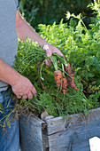 Man is harvesting carrots in the raised bed