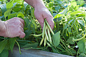 Man is picking yellow mountain bean 'Berggold' in the raised bed