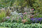 Autumn bed: cushion aster, autumn anemone, lady's mantle, stonecrop and Chinese reed