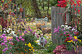 Autumn garden with chrysanthemums, love pearl bush, ornamental apple, dog Zula