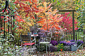 Seating in the autumn garden with asters and vinegar tree