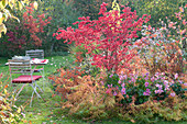 Sitzplatz am Herbstbeet mit Spindelstrauch und Herbstanemone 'Rosenschale'