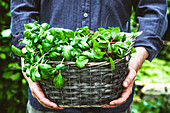 Farmers hands with fresh organic basil