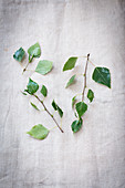 Birch leaves on a white linen cloth
