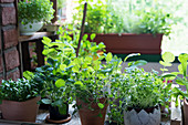 Microgreens growing in pots