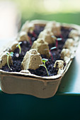 Sprouts germinating in an egg carton