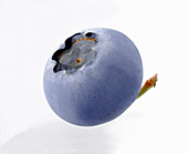 A Single Blueberry on a White Background