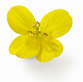 Oilseed rape flower
