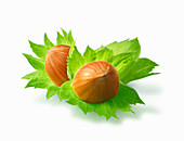 Two hazelnuts with leaves (illustration)