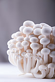 Asian edible mushrooms shimidzhi
