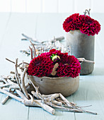 Red dahlias