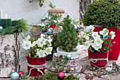 Weihnachts-Terrasse mit Christrosen, Zuckerhutfichte, Kerzen und Deko