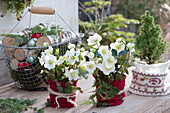 Christmas terrace with Christmas roses and white spruce