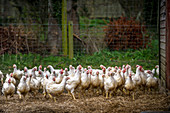 Freilaufende Hühner auf dem Bauernhof