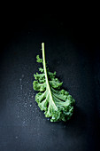 A kale leaf on a dark background