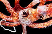 Joubin's squid (Joubiniteuthis portieri)