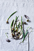 Sprouting ramsons bulbs on board