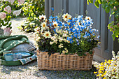 Simple dahlia, small delphiniums and snapdragons in a basket