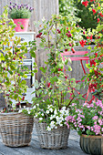 Balkon mit Himbeeren und roter Johannisbeere unterpflanzt mit Sommerblumen