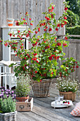 Red currant in the basket on the balcony