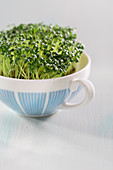 Fresh cress in a cup