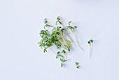 Fresh cress on a white surface