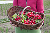 Freshly harvested and washed radishes in a basket