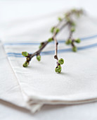 A spring branch with buds on a cloth napkin