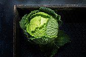 Green head of savoy cabbage in wooden box