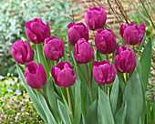 Tulipa Dea