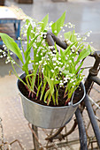 Lily of the Valley on bicycle