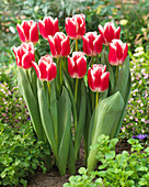 Tulipa Marrero