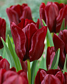 Tulipa 'Mascara'