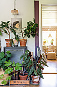 Vintage-style accessories and various houseplants in terracotta pots
