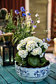 White Flaming Katy planted in blue-and-white vintage bowl
