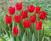 Tulipa Ben Fire