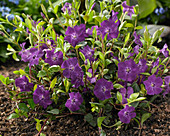 Vinca minor Atropurpurea