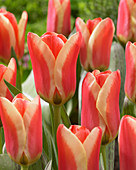 Tulipa 'Mothers Love'